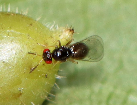 Parasitoid Wasp -  Family Eulophidae, Possibly Subfamily Tetrastichinae This wasp was inspecting galls (Caryomyia sp.) on hickory (Carya sp.) leaves. Some of the galls appear to have been parasitized, possibly by this wasp species.

Habitat: Hickory (Carya sp.) leaves; deciduous forest
https://www.jungledragon.com/image/122401/parasitoid_wasp_-_family_eulophidae_possibly_subfamily_tetrastichinae.html
https://www.jungledragon.com/image/122405/parasitoid_wasp_-_family_eulophidae_possibly_subfamily_tetrastichinae.html
https://www.jungledragon.com/image/122404/parasitoid_wasp_-_family_eulophidae_possibly_subfamily_tetrastichinae.html
https://www.jungledragon.com/image/122403/parasitoid_wasp_-_family_eulophidae_possibly_subfamily_tetrastichinae.html
https://www.jungledragon.com/image/122402/parasitoid_wasp_-_family_eulophidae_possibly_subfamily_tetrastichinae.html Carya,Caryomyia,Fall,Geotagged,United States,galls,parasitoid,parasitoid wasp,wasp