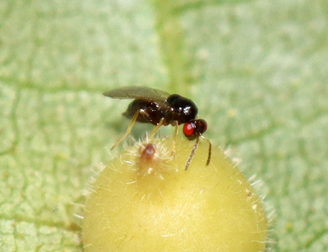 Parasitoid Wasp - Family Eulophidae, Possibly Subfamily Tetrastichinae This wasp was inspecting galls (Caryomyia sp.) on hickory (Carya sp.) leaves. Some of the galls appear to have been parasitized, possibly by this wasp species.<br />
<br />
Habitat: Hickory (Carya sp.) leaves; deciduous forest<br />
<figure class="photo"><a href="https://www.jungledragon.com/image/122401/parasitoid_wasp_-_family_eulophidae_possibly_subfamily_tetrastichinae.html" title="Parasitoid Wasp -  Family Eulophidae, Possibly Subfamily Tetrastichinae"><img src="https://s3.amazonaws.com/media.jungledragon.com/images/3232/122401_thumb.jpg?AWSAccessKeyId=05GMT0V3GWVNE7GGM1R2&Expires=1769040010&Signature=guW1%2Fc5CjSGZ1w8AGu7caEFqPto%3D" width="200" height="154" alt="Parasitoid Wasp -  Family Eulophidae, Possibly Subfamily Tetrastichinae This wasp was inspecting galls (Caryomyia sp.) on hickory (Carya sp.) leaves. Some of the galls appear to have been parasitized, possibly by this wasp species.<br />
<br />
Habitat: Hickory (Carya sp.) leaves; deciduous forest<br />
https://www.jungledragon.com/image/122401/parasitoid_wasp_-_family_eulophidae_possibly_subfamily_tetrastichinae.html<br />
https://www.jungledragon.com/image/122405/parasitoid_wasp_-_family_eulophidae_possibly_subfamily_tetrastichinae.html<br />
https://www.jungledragon.com/image/122404/parasitoid_wasp_-_family_eulophidae_possibly_subfamily_tetrastichinae.html<br />
https://www.jungledragon.com/image/122403/parasitoid_wasp_-_family_eulophidae_possibly_subfamily_tetrastichinae.html<br />
https://www.jungledragon.com/image/122402/parasitoid_wasp_-_family_eulophidae_possibly_subfamily_tetrastichinae.html Carya,Caryomyia,Fall,Geotagged,United States,galls,parasitoid,parasitoid wasp,wasp" /></a></figure><br />
<figure class="photo"><a href="https://www.jungledragon.com/image/122405/parasitoid_wasp_-_family_eulophidae_possibly_subfamily_tetrastichinae.html" title="Parasitoid Wasp - Family Eulophidae, Possibly Subfamily Tetrastichinae"><img src="https://s3.amazonaws.com/media.jungledragon.com/images/3232/122405_thumb.jpg?AWSAccessKeyId=05GMT0V3GWVNE7GGM1R2&Expires=1769040010&Signature=b95Q0PCwBAcU39u7%2FjBecGBv0b4%3D" width="200" height="148" alt="Parasitoid Wasp - Family Eulophidae, Possibly Subfamily Tetrastichinae This wasp was inspecting galls (Caryomyia sp.) on hickory (Carya sp.) leaves. Some of the galls appear to have been parasitized, possibly by this wasp species.<br />
<br />
Habitat: Hickory (Carya sp.) leaves; deciduous forest<br />
https://www.jungledragon.com/image/122401/parasitoid_wasp_-_family_eulophidae_possibly_subfamily_tetrastichinae.html<br />
https://www.jungledragon.com/image/122405/parasitoid_wasp_-_family_eulophidae_possibly_subfamily_tetrastichinae.html<br />
https://www.jungledragon.com/image/122404/parasitoid_wasp_-_family_eulophidae_possibly_subfamily_tetrastichinae.html<br />
https://www.jungledragon.com/image/122403/parasitoid_wasp_-_family_eulophidae_possibly_subfamily_tetrastichinae.html<br />
https://www.jungledragon.com/image/122402/parasitoid_wasp_-_family_eulophidae_possibly_subfamily_tetrastichinae.html Fall,Geotagged,United States" /></a></figure><br />
<figure class="photo"><a href="https://www.jungledragon.com/image/122404/parasitoid_wasp_-_family_eulophidae_possibly_subfamily_tetrastichinae.html" title="Parasitoid Wasp - Family Eulophidae, Possibly Subfamily Tetrastichinae"><img src="https://s3.amazonaws.com/media.jungledragon.com/images/3232/122404_thumb.jpg?AWSAccessKeyId=05GMT0V3GWVNE7GGM1R2&Expires=1769040010&Signature=UaYlH5tawZzsb2wi54x32%2BkzlZA%3D" width="200" height="142" alt="Parasitoid Wasp - Family Eulophidae, Possibly Subfamily Tetrastichinae This wasp was inspecting galls (Caryomyia sp.) on hickory (Carya sp.) leaves. Some of the galls appear to have been parasitized, possibly by this wasp species.<br />
<br />
Habitat: Hickory (Carya sp.) leaves; deciduous forest<br />
https://www.jungledragon.com/image/122401/parasitoid_wasp_-_family_eulophidae_possibly_subfamily_tetrastichinae.html<br />
https://www.jungledragon.com/image/122405/parasitoid_wasp_-_family_eulophidae_possibly_subfamily_tetrastichinae.html<br />
https://www.jungledragon.com/image/122404/parasitoid_wasp_-_family_eulophidae_possibly_subfamily_tetrastichinae.html<br />
https://www.jungledragon.com/image/122403/parasitoid_wasp_-_family_eulophidae_possibly_subfamily_tetrastichinae.html<br />
https://www.jungledragon.com/image/122402/parasitoid_wasp_-_family_eulophidae_possibly_subfamily_tetrastichinae.html Fall,Geotagged,United States" /></a></figure><br />
<figure class="photo"><a href="https://www.jungledragon.com/image/122403/parasitoid_wasp_-_family_eulophidae_possibly_subfamily_tetrastichinae.html" title="Parasitoid Wasp - Family Eulophidae, Possibly Subfamily Tetrastichinae"><img src="https://s3.amazonaws.com/media.jungledragon.com/images/3232/122403_thumb.jpg?AWSAccessKeyId=05GMT0V3GWVNE7GGM1R2&Expires=1769040010&Signature=%2Bkjjm2iqcwolsmnVf8AX3ufZS%2BA%3D" width="200" height="132" alt="Parasitoid Wasp - Family Eulophidae, Possibly Subfamily Tetrastichinae This wasp was inspecting galls (Caryomyia sp.) on hickory (Carya sp.) leaves. Some of the galls appear to have been parasitized, possibly by this wasp species.<br />
<br />
Habitat: Hickory (Carya sp.) leaves; deciduous forest<br />
https://www.jungledragon.com/image/122401/parasitoid_wasp_-_family_eulophidae_possibly_subfamily_tetrastichinae.html<br />
https://www.jungledragon.com/image/122405/parasitoid_wasp_-_family_eulophidae_possibly_subfamily_tetrastichinae.html<br />
https://www.jungledragon.com/image/122404/parasitoid_wasp_-_family_eulophidae_possibly_subfamily_tetrastichinae.html<br />
https://www.jungledragon.com/image/122403/parasitoid_wasp_-_family_eulophidae_possibly_subfamily_tetrastichinae.html<br />
https://www.jungledragon.com/image/122402/parasitoid_wasp_-_family_eulophidae_possibly_subfamily_tetrastichinae.html Fall,Geotagged,United States" /></a></figure><br />
<figure class="photo"><a href="https://www.jungledragon.com/image/122402/parasitoid_wasp_-_family_eulophidae_possibly_subfamily_tetrastichinae.html" title="Parasitoid Wasp - Family Eulophidae, Possibly Subfamily Tetrastichinae"><img src="https://s3.amazonaws.com/media.jungledragon.com/images/3232/122402_thumb.jpg?AWSAccessKeyId=05GMT0V3GWVNE7GGM1R2&Expires=1769040010&Signature=RgjOyhIHUQk249l3wrYU7jA8PyY%3D" width="200" height="154" alt="Parasitoid Wasp - Family Eulophidae, Possibly Subfamily Tetrastichinae This wasp was inspecting galls (Caryomyia sp.) on hickory (Carya sp.) leaves. Some of the galls appear to have been parasitized, possibly by this wasp species.<br />
<br />
Habitat: Hickory (Carya sp.) leaves; deciduous forest<br />
https://www.jungledragon.com/image/122401/parasitoid_wasp_-_family_eulophidae_possibly_subfamily_tetrastichinae.html<br />
https://www.jungledragon.com/image/122405/parasitoid_wasp_-_family_eulophidae_possibly_subfamily_tetrastichinae.html<br />
https://www.jungledragon.com/image/122404/parasitoid_wasp_-_family_eulophidae_possibly_subfamily_tetrastichinae.html<br />
https://www.jungledragon.com/image/122403/parasitoid_wasp_-_family_eulophidae_possibly_subfamily_tetrastichinae.html<br />
https://www.jungledragon.com/image/122402/parasitoid_wasp_-_family_eulophidae_possibly_subfamily_tetrastichinae.html Fall,Geotagged,United States" /></a></figure> Fall,Geotagged,United States