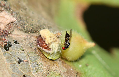 Parasitoid Wasp - Family Eulophidae, Possibly Subfamily Tetrastichinae This wasp was inspecting galls (Caryomyia sp.) on hickory (Carya sp.) leaves. Some of the galls appear to have been parasitized, possibly by this wasp species.

Habitat: Hickory (Carya sp.) leaves; deciduous forest
https://www.jungledragon.com/image/122401/parasitoid_wasp_-_family_eulophidae_possibly_subfamily_tetrastichinae.html
https://www.jungledragon.com/image/122405/parasitoid_wasp_-_family_eulophidae_possibly_subfamily_tetrastichinae.html
https://www.jungledragon.com/image/122404/parasitoid_wasp_-_family_eulophidae_possibly_subfamily_tetrastichinae.html
https://www.jungledragon.com/image/122403/parasitoid_wasp_-_family_eulophidae_possibly_subfamily_tetrastichinae.html
https://www.jungledragon.com/image/122402/parasitoid_wasp_-_family_eulophidae_possibly_subfamily_tetrastichinae.html Fall,Geotagged,United States