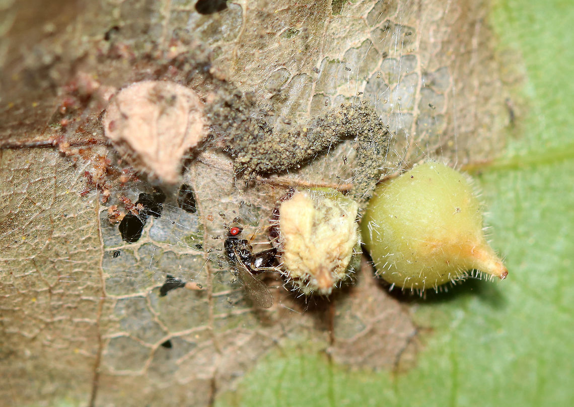 Parasitoid Wasp - Family Eulophidae, Possibly Subfamily Tetrastichinae This wasp was inspecting galls (Caryomyia sp.) on hickory (Carya sp.) leaves. Some of the galls appear to have been parasitized, possibly by this wasp species.<br />
<br />
Habitat: Hickory (Carya sp.) leaves; deciduous forest<br />
<figure class="photo"><a href="https://www.jungledragon.com/image/122401/parasitoid_wasp_-_family_eulophidae_possibly_subfamily_tetrastichinae.html" title="Parasitoid Wasp - Family Eulophidae, Possibly Subfamily Tetrastichinae"><img src="https://s3.amazonaws.com/media.jungledragon.com/images/3232/122401_thumb.jpg?AWSAccessKeyId=05GMT0V3GWVNE7GGM1R2&Expires=1759968010&Signature=ThVZD7rAXZ9epsG8%2B2n0vFKtQ5M%3D" width="200" height="154" alt="Parasitoid Wasp - Family Eulophidae, Possibly Subfamily Tetrastichinae This wasp was inspecting galls (Caryomyia sp.) on hickory (Carya sp.) leaves. Some of the galls appear to have been parasitized, possibly by this wasp species.<br />
<br />
Habitat: Hickory (Carya sp.) leaves; deciduous forest<br />
https://www.jungledragon.com/image/122401/parasitoid_wasp_-_family_eulophidae_possibly_subfamily_tetrastichinae.html<br />
https://www.jungledragon.com/image/122405/parasitoid_wasp_-_family_eulophidae_possibly_subfamily_tetrastichinae.html<br />
https://www.jungledragon.com/image/122404/parasitoid_wasp_-_family_eulophidae_possibly_subfamily_tetrastichinae.html<br />
https://www.jungledragon.com/image/122403/parasitoid_wasp_-_family_eulophidae_possibly_subfamily_tetrastichinae.html<br />
https://www.jungledragon.com/image/122402/parasitoid_wasp_-_family_eulophidae_possibly_subfamily_tetrastichinae.html Carya,Caryomyia,Fall,Geotagged,United States,galls,parasitoid,parasitoid wasp,wasp" /></a></figure><br />
<figure class="photo"><a href="https://www.jungledragon.com/image/122405/parasitoid_wasp_-_family_eulophidae_possibly_subfamily_tetrastichinae.html" title="Parasitoid Wasp - Family Eulophidae, Possibly Subfamily Tetrastichinae"><img src="https://s3.amazonaws.com/media.jungledragon.com/images/3232/122405_thumb.jpg?AWSAccessKeyId=05GMT0V3GWVNE7GGM1R2&Expires=1759968010&Signature=h62h6V8Oe0gq6H%2BAqK8N%2Fp%2FWNVs%3D" width="200" height="148" alt="Parasitoid Wasp - Family Eulophidae, Possibly Subfamily Tetrastichinae This wasp was inspecting galls (Caryomyia sp.) on hickory (Carya sp.) leaves. Some of the galls appear to have been parasitized, possibly by this wasp species.<br />
<br />
Habitat: Hickory (Carya sp.) leaves; deciduous forest<br />
https://www.jungledragon.com/image/122401/parasitoid_wasp_-_family_eulophidae_possibly_subfamily_tetrastichinae.html<br />
https://www.jungledragon.com/image/122405/parasitoid_wasp_-_family_eulophidae_possibly_subfamily_tetrastichinae.html<br />
https://www.jungledragon.com/image/122404/parasitoid_wasp_-_family_eulophidae_possibly_subfamily_tetrastichinae.html<br />
https://www.jungledragon.com/image/122403/parasitoid_wasp_-_family_eulophidae_possibly_subfamily_tetrastichinae.html<br />
https://www.jungledragon.com/image/122402/parasitoid_wasp_-_family_eulophidae_possibly_subfamily_tetrastichinae.html Fall,Geotagged,United States" /></a></figure><br />
<figure class="photo"><a href="https://www.jungledragon.com/image/122404/parasitoid_wasp_-_family_eulophidae_possibly_subfamily_tetrastichinae.html" title="Parasitoid Wasp - Family Eulophidae, Possibly Subfamily Tetrastichinae"><img src="https://s3.amazonaws.com/media.jungledragon.com/images/3232/122404_thumb.jpg?AWSAccessKeyId=05GMT0V3GWVNE7GGM1R2&Expires=1759968010&Signature=h8L7GvWG1RveyrK%2FZ91hSZMcaD4%3D" width="200" height="142" alt="Parasitoid Wasp - Family Eulophidae, Possibly Subfamily Tetrastichinae This wasp was inspecting galls (Caryomyia sp.) on hickory (Carya sp.) leaves. Some of the galls appear to have been parasitized, possibly by this wasp species.<br />
<br />
Habitat: Hickory (Carya sp.) leaves; deciduous forest<br />
https://www.jungledragon.com/image/122401/parasitoid_wasp_-_family_eulophidae_possibly_subfamily_tetrastichinae.html<br />
https://www.jungledragon.com/image/122405/parasitoid_wasp_-_family_eulophidae_possibly_subfamily_tetrastichinae.html<br />
https://www.jungledragon.com/image/122404/parasitoid_wasp_-_family_eulophidae_possibly_subfamily_tetrastichinae.html<br />
https://www.jungledragon.com/image/122403/parasitoid_wasp_-_family_eulophidae_possibly_subfamily_tetrastichinae.html<br />
https://www.jungledragon.com/image/122402/parasitoid_wasp_-_family_eulophidae_possibly_subfamily_tetrastichinae.html Fall,Geotagged,United States" /></a></figure><br />
<figure class="photo"><a href="https://www.jungledragon.com/image/122403/parasitoid_wasp_-_family_eulophidae_possibly_subfamily_tetrastichinae.html" title="Parasitoid Wasp - Family Eulophidae, Possibly Subfamily Tetrastichinae"><img src="https://s3.amazonaws.com/media.jungledragon.com/images/3232/122403_thumb.jpg?AWSAccessKeyId=05GMT0V3GWVNE7GGM1R2&Expires=1759968010&Signature=7QFUMChNpnKUehfEwmzEOHrWpjY%3D" width="200" height="132" alt="Parasitoid Wasp - Family Eulophidae, Possibly Subfamily Tetrastichinae This wasp was inspecting galls (Caryomyia sp.) on hickory (Carya sp.) leaves. Some of the galls appear to have been parasitized, possibly by this wasp species.<br />
<br />
Habitat: Hickory (Carya sp.) leaves; deciduous forest<br />
https://www.jungledragon.com/image/122401/parasitoid_wasp_-_family_eulophidae_possibly_subfamily_tetrastichinae.html<br />
https://www.jungledragon.com/image/122405/parasitoid_wasp_-_family_eulophidae_possibly_subfamily_tetrastichinae.html<br />
https://www.jungledragon.com/image/122404/parasitoid_wasp_-_family_eulophidae_possibly_subfamily_tetrastichinae.html<br />
https://www.jungledragon.com/image/122403/parasitoid_wasp_-_family_eulophidae_possibly_subfamily_tetrastichinae.html<br />
https://www.jungledragon.com/image/122402/parasitoid_wasp_-_family_eulophidae_possibly_subfamily_tetrastichinae.html Fall,Geotagged,United States" /></a></figure><br />
<figure class="photo"><a href="https://www.jungledragon.com/image/122402/parasitoid_wasp_-_family_eulophidae_possibly_subfamily_tetrastichinae.html" title="Parasitoid Wasp - Family Eulophidae, Possibly Subfamily Tetrastichinae"><img src="https://s3.amazonaws.com/media.jungledragon.com/images/3232/122402_thumb.jpg?AWSAccessKeyId=05GMT0V3GWVNE7GGM1R2&Expires=1759968010&Signature=0jDo3GaRRLMyRFi0xjuMYfMCmAw%3D" width="200" height="154" alt="Parasitoid Wasp - Family Eulophidae, Possibly Subfamily Tetrastichinae This wasp was inspecting galls (Caryomyia sp.) on hickory (Carya sp.) leaves. Some of the galls appear to have been parasitized, possibly by this wasp species.<br />
<br />
Habitat: Hickory (Carya sp.) leaves; deciduous forest<br />
https://www.jungledragon.com/image/122401/parasitoid_wasp_-_family_eulophidae_possibly_subfamily_tetrastichinae.html<br />
https://www.jungledragon.com/image/122405/parasitoid_wasp_-_family_eulophidae_possibly_subfamily_tetrastichinae.html<br />
https://www.jungledragon.com/image/122404/parasitoid_wasp_-_family_eulophidae_possibly_subfamily_tetrastichinae.html<br />
https://www.jungledragon.com/image/122403/parasitoid_wasp_-_family_eulophidae_possibly_subfamily_tetrastichinae.html<br />
https://www.jungledragon.com/image/122402/parasitoid_wasp_-_family_eulophidae_possibly_subfamily_tetrastichinae.html Fall,Geotagged,United States" /></a></figure> Fall,Geotagged,United States