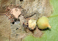 Parasitoid Wasp - Family Eulophidae, Possibly Subfamily Tetrastichinae This wasp was inspecting galls (Caryomyia sp.) on hickory (Carya sp.) leaves. Some of the galls appear to have been parasitized, possibly by this wasp species.<br />
<br />
Habitat: Hickory (Carya sp.) leaves; deciduous forest<br />
https://www.jungledragon.com/image/122401/parasitoid_wasp_-_family_eulophidae_possibly_subfamily_tetrastichinae.html<br />
https://www.jungledragon.com/image/122405/parasitoid_wasp_-_family_eulophidae_possibly_subfamily_tetrastichinae.html<br />
https://www.jungledragon.com/image/122404/parasitoid_wasp_-_family_eulophidae_possibly_subfamily_tetrastichinae.html<br />
https://www.jungledragon.com/image/122403/parasitoid_wasp_-_family_eulophidae_possibly_subfamily_tetrastichinae.html<br />
https://www.jungledragon.com/image/122402/parasitoid_wasp_-_family_eulophidae_possibly_subfamily_tetrastichinae.html Fall,Geotagged,United States