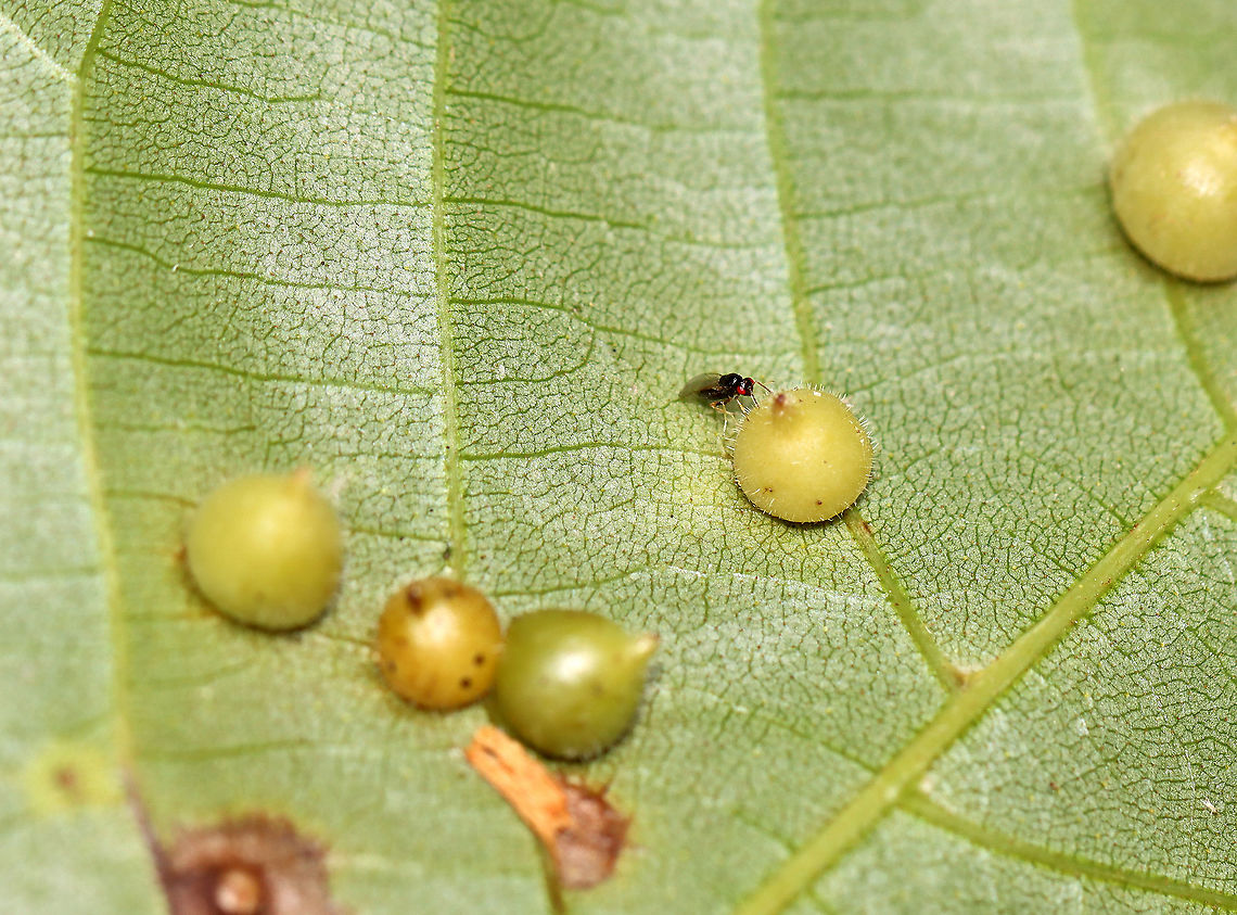 Parasitoid Wasp - Family Eulophidae, Possibly Subfamily Tetrastichinae This wasp was inspecting galls (Caryomyia sp.) on hickory (Carya sp.) leaves. Some of the galls appear to have been parasitized, possibly by this wasp species.<br />
<br />
Habitat: Hickory (Carya sp.) leaves; deciduous forest<br />
<figure class="photo"><a href="https://www.jungledragon.com/image/122401/parasitoid_wasp_-_family_eulophidae_possibly_subfamily_tetrastichinae.html" title="Parasitoid Wasp - Family Eulophidae, Possibly Subfamily Tetrastichinae"><img src="https://s3.amazonaws.com/media.jungledragon.com/images/3232/122401_thumb.jpg?AWSAccessKeyId=05GMT0V3GWVNE7GGM1R2&Expires=1759968010&Signature=ThVZD7rAXZ9epsG8%2B2n0vFKtQ5M%3D" width="200" height="154" alt="Parasitoid Wasp - Family Eulophidae, Possibly Subfamily Tetrastichinae This wasp was inspecting galls (Caryomyia sp.) on hickory (Carya sp.) leaves. Some of the galls appear to have been parasitized, possibly by this wasp species.<br />
<br />
Habitat: Hickory (Carya sp.) leaves; deciduous forest<br />
https://www.jungledragon.com/image/122401/parasitoid_wasp_-_family_eulophidae_possibly_subfamily_tetrastichinae.html<br />
https://www.jungledragon.com/image/122405/parasitoid_wasp_-_family_eulophidae_possibly_subfamily_tetrastichinae.html<br />
https://www.jungledragon.com/image/122404/parasitoid_wasp_-_family_eulophidae_possibly_subfamily_tetrastichinae.html<br />
https://www.jungledragon.com/image/122403/parasitoid_wasp_-_family_eulophidae_possibly_subfamily_tetrastichinae.html<br />
https://www.jungledragon.com/image/122402/parasitoid_wasp_-_family_eulophidae_possibly_subfamily_tetrastichinae.html Carya,Caryomyia,Fall,Geotagged,United States,galls,parasitoid,parasitoid wasp,wasp" /></a></figure><br />
<figure class="photo"><a href="https://www.jungledragon.com/image/122405/parasitoid_wasp_-_family_eulophidae_possibly_subfamily_tetrastichinae.html" title="Parasitoid Wasp - Family Eulophidae, Possibly Subfamily Tetrastichinae"><img src="https://s3.amazonaws.com/media.jungledragon.com/images/3232/122405_thumb.jpg?AWSAccessKeyId=05GMT0V3GWVNE7GGM1R2&Expires=1759968010&Signature=h62h6V8Oe0gq6H%2BAqK8N%2Fp%2FWNVs%3D" width="200" height="148" alt="Parasitoid Wasp - Family Eulophidae, Possibly Subfamily Tetrastichinae This wasp was inspecting galls (Caryomyia sp.) on hickory (Carya sp.) leaves. Some of the galls appear to have been parasitized, possibly by this wasp species.<br />
<br />
Habitat: Hickory (Carya sp.) leaves; deciduous forest<br />
https://www.jungledragon.com/image/122401/parasitoid_wasp_-_family_eulophidae_possibly_subfamily_tetrastichinae.html<br />
https://www.jungledragon.com/image/122405/parasitoid_wasp_-_family_eulophidae_possibly_subfamily_tetrastichinae.html<br />
https://www.jungledragon.com/image/122404/parasitoid_wasp_-_family_eulophidae_possibly_subfamily_tetrastichinae.html<br />
https://www.jungledragon.com/image/122403/parasitoid_wasp_-_family_eulophidae_possibly_subfamily_tetrastichinae.html<br />
https://www.jungledragon.com/image/122402/parasitoid_wasp_-_family_eulophidae_possibly_subfamily_tetrastichinae.html Fall,Geotagged,United States" /></a></figure><br />
<figure class="photo"><a href="https://www.jungledragon.com/image/122404/parasitoid_wasp_-_family_eulophidae_possibly_subfamily_tetrastichinae.html" title="Parasitoid Wasp - Family Eulophidae, Possibly Subfamily Tetrastichinae"><img src="https://s3.amazonaws.com/media.jungledragon.com/images/3232/122404_thumb.jpg?AWSAccessKeyId=05GMT0V3GWVNE7GGM1R2&Expires=1759968010&Signature=h8L7GvWG1RveyrK%2FZ91hSZMcaD4%3D" width="200" height="142" alt="Parasitoid Wasp - Family Eulophidae, Possibly Subfamily Tetrastichinae This wasp was inspecting galls (Caryomyia sp.) on hickory (Carya sp.) leaves. Some of the galls appear to have been parasitized, possibly by this wasp species.<br />
<br />
Habitat: Hickory (Carya sp.) leaves; deciduous forest<br />
https://www.jungledragon.com/image/122401/parasitoid_wasp_-_family_eulophidae_possibly_subfamily_tetrastichinae.html<br />
https://www.jungledragon.com/image/122405/parasitoid_wasp_-_family_eulophidae_possibly_subfamily_tetrastichinae.html<br />
https://www.jungledragon.com/image/122404/parasitoid_wasp_-_family_eulophidae_possibly_subfamily_tetrastichinae.html<br />
https://www.jungledragon.com/image/122403/parasitoid_wasp_-_family_eulophidae_possibly_subfamily_tetrastichinae.html<br />
https://www.jungledragon.com/image/122402/parasitoid_wasp_-_family_eulophidae_possibly_subfamily_tetrastichinae.html Fall,Geotagged,United States" /></a></figure><br />
<figure class="photo"><a href="https://www.jungledragon.com/image/122403/parasitoid_wasp_-_family_eulophidae_possibly_subfamily_tetrastichinae.html" title="Parasitoid Wasp - Family Eulophidae, Possibly Subfamily Tetrastichinae"><img src="https://s3.amazonaws.com/media.jungledragon.com/images/3232/122403_thumb.jpg?AWSAccessKeyId=05GMT0V3GWVNE7GGM1R2&Expires=1759968010&Signature=7QFUMChNpnKUehfEwmzEOHrWpjY%3D" width="200" height="132" alt="Parasitoid Wasp - Family Eulophidae, Possibly Subfamily Tetrastichinae This wasp was inspecting galls (Caryomyia sp.) on hickory (Carya sp.) leaves. Some of the galls appear to have been parasitized, possibly by this wasp species.<br />
<br />
Habitat: Hickory (Carya sp.) leaves; deciduous forest<br />
https://www.jungledragon.com/image/122401/parasitoid_wasp_-_family_eulophidae_possibly_subfamily_tetrastichinae.html<br />
https://www.jungledragon.com/image/122405/parasitoid_wasp_-_family_eulophidae_possibly_subfamily_tetrastichinae.html<br />
https://www.jungledragon.com/image/122404/parasitoid_wasp_-_family_eulophidae_possibly_subfamily_tetrastichinae.html<br />
https://www.jungledragon.com/image/122403/parasitoid_wasp_-_family_eulophidae_possibly_subfamily_tetrastichinae.html<br />
https://www.jungledragon.com/image/122402/parasitoid_wasp_-_family_eulophidae_possibly_subfamily_tetrastichinae.html Fall,Geotagged,United States" /></a></figure><br />
<figure class="photo"><a href="https://www.jungledragon.com/image/122402/parasitoid_wasp_-_family_eulophidae_possibly_subfamily_tetrastichinae.html" title="Parasitoid Wasp - Family Eulophidae, Possibly Subfamily Tetrastichinae"><img src="https://s3.amazonaws.com/media.jungledragon.com/images/3232/122402_thumb.jpg?AWSAccessKeyId=05GMT0V3GWVNE7GGM1R2&Expires=1759968010&Signature=0jDo3GaRRLMyRFi0xjuMYfMCmAw%3D" width="200" height="154" alt="Parasitoid Wasp - Family Eulophidae, Possibly Subfamily Tetrastichinae This wasp was inspecting galls (Caryomyia sp.) on hickory (Carya sp.) leaves. Some of the galls appear to have been parasitized, possibly by this wasp species.<br />
<br />
Habitat: Hickory (Carya sp.) leaves; deciduous forest<br />
https://www.jungledragon.com/image/122401/parasitoid_wasp_-_family_eulophidae_possibly_subfamily_tetrastichinae.html<br />
https://www.jungledragon.com/image/122405/parasitoid_wasp_-_family_eulophidae_possibly_subfamily_tetrastichinae.html<br />
https://www.jungledragon.com/image/122404/parasitoid_wasp_-_family_eulophidae_possibly_subfamily_tetrastichinae.html<br />
https://www.jungledragon.com/image/122403/parasitoid_wasp_-_family_eulophidae_possibly_subfamily_tetrastichinae.html<br />
https://www.jungledragon.com/image/122402/parasitoid_wasp_-_family_eulophidae_possibly_subfamily_tetrastichinae.html Fall,Geotagged,United States" /></a></figure> Fall,Geotagged,United States
