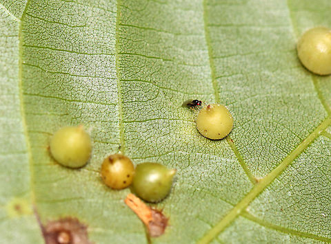 Parasitoid Wasp - Family Eulophidae, Possibly Subfamily Tetrastichinae This wasp was inspecting galls (Caryomyia sp.) on hickory (Carya sp.) leaves. Some of the galls appear to have been parasitized, possibly by this wasp species.

Habitat: Hickory (Carya sp.) leaves; deciduous forest
https://www.jungledragon.com/image/122401/parasitoid_wasp_-_family_eulophidae_possibly_subfamily_tetrastichinae.html
https://www.jungledragon.com/image/122405/parasitoid_wasp_-_family_eulophidae_possibly_subfamily_tetrastichinae.html
https://www.jungledragon.com/image/122404/parasitoid_wasp_-_family_eulophidae_possibly_subfamily_tetrastichinae.html
https://www.jungledragon.com/image/122403/parasitoid_wasp_-_family_eulophidae_possibly_subfamily_tetrastichinae.html
https://www.jungledragon.com/image/122402/parasitoid_wasp_-_family_eulophidae_possibly_subfamily_tetrastichinae.html Fall,Geotagged,United States