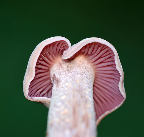 Purple-and-White Deceiver - Laccaria ochropurpurea I found several of these mushrooms growing under some conifers in a meadow. Caps and stipes were convex and slightly lilac/whitish in color. The gills were purple and waxy.

Habitat: Growing under conifers in a meadow
https://www.jungledragon.com/image/122442/mushroom_-_laccaria_ochropurpurea.html
https://www.jungledragon.com/image/122444/mushroom_-_laccaria_ochropurpurea.html
https://www.jungledragon.com/image/122443/mushroom_-_laccaria_ochropurpurea.html Fall,Geotagged,Laccaria,Laccaria ochropurpurea,Purple Laccaria,Purple-and-White Deceiver,United States,fungi,mushroom