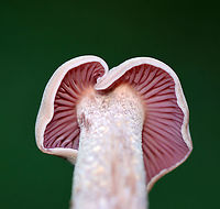 Purple-and-White Deceiver - Laccaria ochropurpurea I found several of these mushrooms growing under some conifers in a meadow. Caps and stipes were convex and slightly lilac/whitish in color. The gills were purple and waxy.<br />
<br />
Habitat: Growing under conifers in a meadow<br />
https://www.jungledragon.com/image/122442/mushroom_-_laccaria_ochropurpurea.html<br />
https://www.jungledragon.com/image/122444/mushroom_-_laccaria_ochropurpurea.html<br />
https://www.jungledragon.com/image/122443/mushroom_-_laccaria_ochropurpurea.html Fall,Geotagged,Laccaria,Laccaria ochropurpurea,Purple Laccaria,Purple-and-White Deceiver,United States,fungi,mushroom