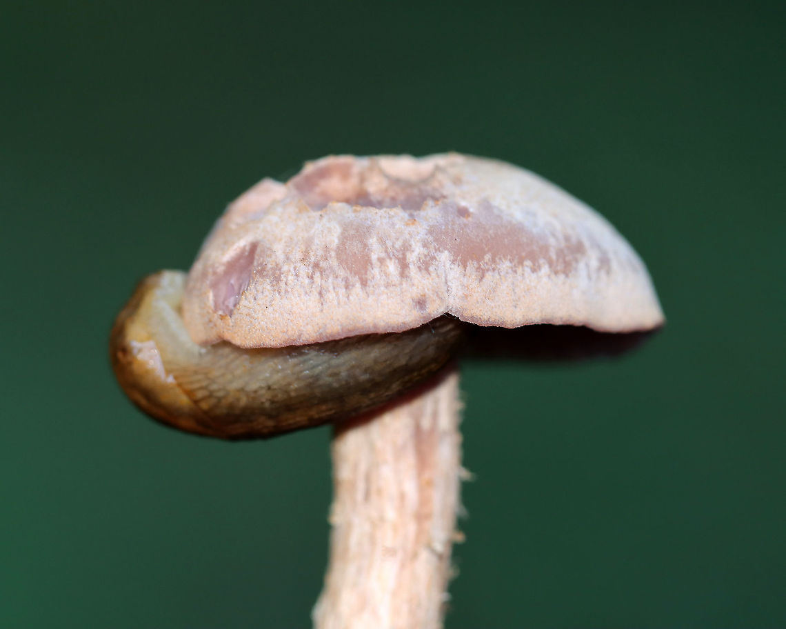 Mushroom - Laccaria ochropurpurea I found several of these mushrooms growing under some conifers in a meadow. Caps and stipes were convex and slightly lilac/whitish in color. The gills were purple and waxy.<br />
<br />
Habitat: Growing under conifers in a meadow<br />
<figure class="photo"><a href="https://www.jungledragon.com/image/122442/purple-and-white_deceiver_-_laccaria_ochropurpurea.html" title="Purple-and-White Deceiver - Laccaria ochropurpurea"><img src="https://s3.amazonaws.com/media.jungledragon.com/images/3232/122442_thumb.jpg?AWSAccessKeyId=05GMT0V3GWVNE7GGM1R2&Expires=1769040010&Signature=VsNBCc8fdpHHUwG%2BLKpoTfIlfis%3D" width="200" height="190" alt="Purple-and-White Deceiver - Laccaria ochropurpurea I found several of these mushrooms growing under some conifers in a meadow. Caps and stipes were convex and slightly lilac/whitish in color. The gills were purple and waxy.<br />
<br />
Habitat: Growing under conifers in a meadow<br />
https://www.jungledragon.com/image/122442/mushroom_-_laccaria_ochropurpurea.html<br />
https://www.jungledragon.com/image/122444/mushroom_-_laccaria_ochropurpurea.html<br />
https://www.jungledragon.com/image/122443/mushroom_-_laccaria_ochropurpurea.html Fall,Geotagged,Laccaria,Laccaria ochropurpurea,Purple Laccaria,Purple-and-White Deceiver,United States,fungi,mushroom" /></a></figure><br />
<figure class="photo"><a href="https://www.jungledragon.com/image/122444/mushroom_-_laccaria_ochropurpurea.html" title="Mushroom - Laccaria ochropurpurea"><img src="https://s3.amazonaws.com/media.jungledragon.com/images/3232/122444_thumb.jpg?AWSAccessKeyId=05GMT0V3GWVNE7GGM1R2&Expires=1769040010&Signature=vpsyVaEjVWsrqI4ut%2Fx%2BjrX8XLs%3D" width="120" height="152" alt="Mushroom - Laccaria ochropurpurea I found several of these mushrooms growing under some conifers in a meadow. Caps and stipes were convex and slightly lilac/whitish in color. The gills were purple and waxy.<br />
<br />
Habitat: Growing under conifers in a meadow<br />
https://www.jungledragon.com/image/122442/mushroom_-_laccaria_ochropurpurea.html<br />
https://www.jungledragon.com/image/122444/mushroom_-_laccaria_ochropurpurea.html<br />
https://www.jungledragon.com/image/122443/mushroom_-_laccaria_ochropurpurea.html Fall,Geotagged,Laccaria ochropurpurea,United States" /></a></figure><br />
<figure class="photo"><a href="https://www.jungledragon.com/image/122443/mushroom_-_laccaria_ochropurpurea.html" title="Mushroom - Laccaria ochropurpurea"><img src="https://s3.amazonaws.com/media.jungledragon.com/images/3232/122443_thumb.jpg?AWSAccessKeyId=05GMT0V3GWVNE7GGM1R2&Expires=1769040010&Signature=8D5g50dkQDo9fK1Vl4Zjikn48BY%3D" width="200" height="160" alt="Mushroom - Laccaria ochropurpurea I found several of these mushrooms growing under some conifers in a meadow. Caps and stipes were convex and slightly lilac/whitish in color. The gills were purple and waxy.<br />
<br />
Habitat: Growing under conifers in a meadow<br />
https://www.jungledragon.com/image/122442/mushroom_-_laccaria_ochropurpurea.html<br />
https://www.jungledragon.com/image/122444/mushroom_-_laccaria_ochropurpurea.html<br />
https://www.jungledragon.com/image/122443/mushroom_-_laccaria_ochropurpurea.html Fall,Geotagged,Laccaria ochropurpurea,United States" /></a></figure> Fall,Geotagged,Laccaria ochropurpurea,United States