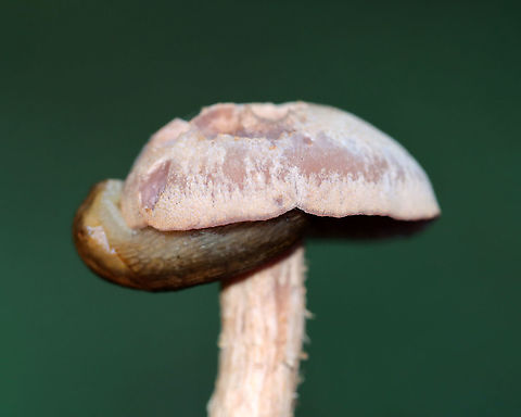 Mushroom - Laccaria ochropurpurea I found several of these mushrooms growing under some conifers in a meadow. Caps and stipes were convex and slightly lilac/whitish in color. The gills were purple and waxy.

Habitat: Growing under conifers in a meadow
https://www.jungledragon.com/image/122442/mushroom_-_laccaria_ochropurpurea.html
https://www.jungledragon.com/image/122444/mushroom_-_laccaria_ochropurpurea.html
https://www.jungledragon.com/image/122443/mushroom_-_laccaria_ochropurpurea.html Fall,Geotagged,Laccaria ochropurpurea,United States