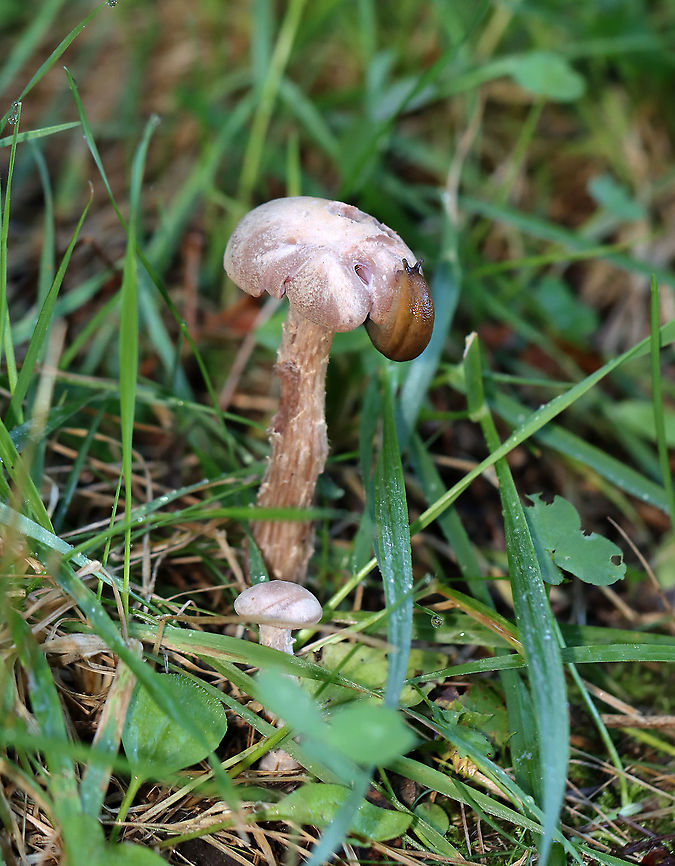 Mushroom - Laccaria ochropurpurea I found several of these mushrooms growing under some conifers in a meadow. Caps and stipes were convex and slightly lilac/whitish in color. The gills were purple and waxy.<br />
<br />
Habitat: Growing under conifers in a meadow<br />
<figure class="photo"><a href="https://www.jungledragon.com/image/122442/purple-and-white_deceiver_-_laccaria_ochropurpurea.html" title="Purple-and-White Deceiver - Laccaria ochropurpurea"><img src="https://s3.amazonaws.com/media.jungledragon.com/images/3232/122442_thumb.jpg?AWSAccessKeyId=05GMT0V3GWVNE7GGM1R2&Expires=1769040010&Signature=VsNBCc8fdpHHUwG%2BLKpoTfIlfis%3D" width="200" height="190" alt="Purple-and-White Deceiver - Laccaria ochropurpurea I found several of these mushrooms growing under some conifers in a meadow. Caps and stipes were convex and slightly lilac/whitish in color. The gills were purple and waxy.<br />
<br />
Habitat: Growing under conifers in a meadow<br />
https://www.jungledragon.com/image/122442/mushroom_-_laccaria_ochropurpurea.html<br />
https://www.jungledragon.com/image/122444/mushroom_-_laccaria_ochropurpurea.html<br />
https://www.jungledragon.com/image/122443/mushroom_-_laccaria_ochropurpurea.html Fall,Geotagged,Laccaria,Laccaria ochropurpurea,Purple Laccaria,Purple-and-White Deceiver,United States,fungi,mushroom" /></a></figure><br />
<figure class="photo"><a href="https://www.jungledragon.com/image/122444/mushroom_-_laccaria_ochropurpurea.html" title="Mushroom - Laccaria ochropurpurea"><img src="https://s3.amazonaws.com/media.jungledragon.com/images/3232/122444_thumb.jpg?AWSAccessKeyId=05GMT0V3GWVNE7GGM1R2&Expires=1769040010&Signature=vpsyVaEjVWsrqI4ut%2Fx%2BjrX8XLs%3D" width="120" height="152" alt="Mushroom - Laccaria ochropurpurea I found several of these mushrooms growing under some conifers in a meadow. Caps and stipes were convex and slightly lilac/whitish in color. The gills were purple and waxy.<br />
<br />
Habitat: Growing under conifers in a meadow<br />
https://www.jungledragon.com/image/122442/mushroom_-_laccaria_ochropurpurea.html<br />
https://www.jungledragon.com/image/122444/mushroom_-_laccaria_ochropurpurea.html<br />
https://www.jungledragon.com/image/122443/mushroom_-_laccaria_ochropurpurea.html Fall,Geotagged,Laccaria ochropurpurea,United States" /></a></figure><br />
<figure class="photo"><a href="https://www.jungledragon.com/image/122443/mushroom_-_laccaria_ochropurpurea.html" title="Mushroom - Laccaria ochropurpurea"><img src="https://s3.amazonaws.com/media.jungledragon.com/images/3232/122443_thumb.jpg?AWSAccessKeyId=05GMT0V3GWVNE7GGM1R2&Expires=1769040010&Signature=8D5g50dkQDo9fK1Vl4Zjikn48BY%3D" width="200" height="160" alt="Mushroom - Laccaria ochropurpurea I found several of these mushrooms growing under some conifers in a meadow. Caps and stipes were convex and slightly lilac/whitish in color. The gills were purple and waxy.<br />
<br />
Habitat: Growing under conifers in a meadow<br />
https://www.jungledragon.com/image/122442/mushroom_-_laccaria_ochropurpurea.html<br />
https://www.jungledragon.com/image/122444/mushroom_-_laccaria_ochropurpurea.html<br />
https://www.jungledragon.com/image/122443/mushroom_-_laccaria_ochropurpurea.html Fall,Geotagged,Laccaria ochropurpurea,United States" /></a></figure> Fall,Geotagged,Laccaria ochropurpurea,United States