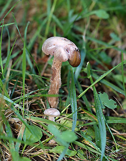 Mushroom - Laccaria ochropurpurea I found several of these mushrooms growing under some conifers in a meadow. Caps and stipes were convex and slightly lilac/whitish in color. The gills were purple and waxy.

Habitat: Growing under conifers in a meadow
https://www.jungledragon.com/image/122442/mushroom_-_laccaria_ochropurpurea.html
https://www.jungledragon.com/image/122444/mushroom_-_laccaria_ochropurpurea.html
https://www.jungledragon.com/image/122443/mushroom_-_laccaria_ochropurpurea.html Fall,Geotagged,Laccaria ochropurpurea,United States