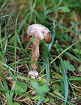 Mushroom - Laccaria ochropurpurea I found several of these mushrooms growing under some conifers in a meadow. Caps and stipes were convex and slightly lilac/whitish in color. The gills were purple and waxy.<br />
<br />
Habitat: Growing under conifers in a meadow<br />
https://www.jungledragon.com/image/122442/mushroom_-_laccaria_ochropurpurea.html<br />
https://www.jungledragon.com/image/122444/mushroom_-_laccaria_ochropurpurea.html<br />
https://www.jungledragon.com/image/122443/mushroom_-_laccaria_ochropurpurea.html Fall,Geotagged,Laccaria ochropurpurea,United States
