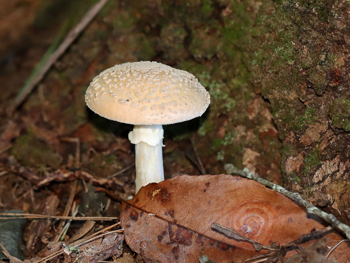 Mushroom - Amanita sp. Habitat: Growing on the ground at the base of a tree; mixed forest<br />
<figure class="photo"><a href="https://www.jungledragon.com/image/122446/mushroom_-_amanita_sp.html" title="Mushroom - Amanita sp."><img src="https://s3.amazonaws.com/media.jungledragon.com/images/3232/122446_thumb.jpg?AWSAccessKeyId=05GMT0V3GWVNE7GGM1R2&Expires=1759968010&Signature=%2FpwSmAONwIsXcIgoeU1xEnWArrA%3D" width="200" height="132" alt="Mushroom - Amanita sp. Habitat: Growing on the ground at the base of a tree; mixed forest<br />
https://www.jungledragon.com/image/122445/mushroom_-_amanita_sp.html Fall,Geotagged,United States" /></a></figure> Amanita,Fall,Geotagged,United States,fungus,mushroom