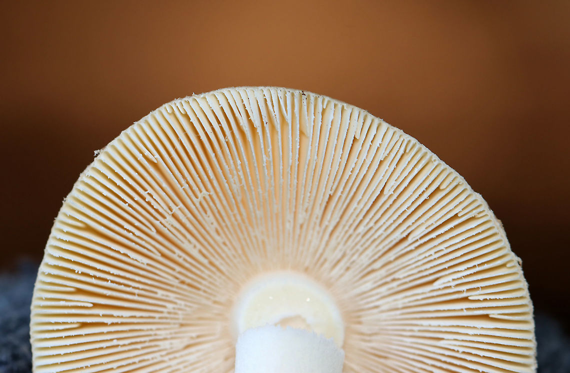 Mushroom - Amanita sp. Habitat: Growing on the ground at the base of a tree; mixed forest<br />
<figure class="photo"><a href="https://www.jungledragon.com/image/122445/mushroom_-_amanita_sp.html" title="Mushroom - Amanita sp."><img src="https://s3.amazonaws.com/media.jungledragon.com/images/3232/122445_thumb.jpg?AWSAccessKeyId=05GMT0V3GWVNE7GGM1R2&Expires=1769040010&Signature=CpDBwbYxuj3HgrwRrA2ZFmkzwl8%3D" width="200" height="152" alt="Mushroom - Amanita sp. Habitat: Growing on the ground at the base of a tree; mixed forest<br />
https://www.jungledragon.com/image/122446/mushroom_-_amanita_sp.html Amanita,Fall,Geotagged,United States,fungus,mushroom" /></a></figure> Fall,Geotagged,United States
