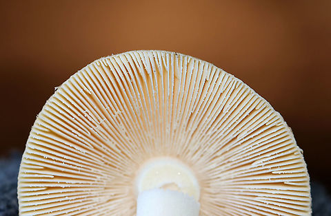Mushroom - Amanita sp. Habitat: Growing on the ground at the base of a tree; mixed forest
https://www.jungledragon.com/image/122445/mushroom_-_amanita_sp.html Fall,Geotagged,United States