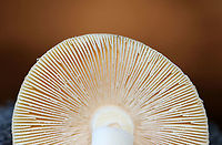 Mushroom - Amanita sp. Habitat: Growing on the ground at the base of a tree; mixed forest<br />
https://www.jungledragon.com/image/122445/mushroom_-_amanita_sp.html Fall,Geotagged,United States