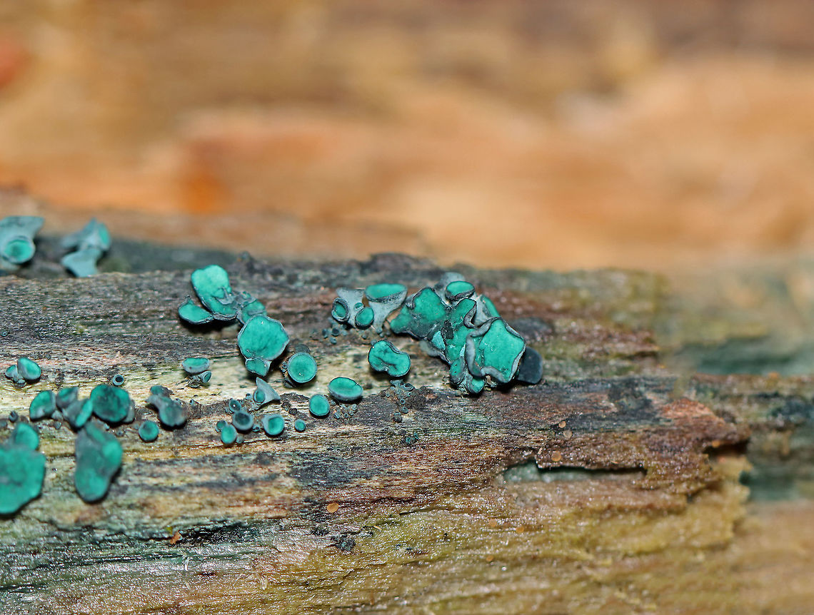 Green Elfcup - Chlorociboria aeruginascens This species contains a quinone pigment called xylindein, which is the reason for the characteristic bluish-green stain that occurs on wood that&#039;s infected by this species.<br />
<br />
Habitat: Rotting wood; mixed forest Chlorociboria,Chlorociboria aeruginascens,Fall,Fungus,Geotagged,Green elfcup,United States,elfcup,green elfcup