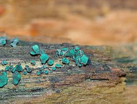 Green Elfcup - Chlorociboria aeruginascens This species contains a quinone pigment called xylindein, which is the reason for the characteristic bluish-green stain that occurs on wood that's infected by this species.

Habitat: Rotting wood; mixed forest Chlorociboria,Chlorociboria aeruginascens,Fall,Fungus,Geotagged,Green elfcup,United States,elfcup,green elfcup