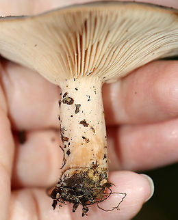 Mushroom - Lactarius sp. Maybe Lactarius helvus

Habitat: Mixed forest
https://www.jungledragon.com/image/122476/mushroom_-_lactarius_sp.html
https://www.jungledragon.com/image/122479/mushroom_-_lactarius_sp.html
https://www.jungledragon.com/image/122478/mushroom_-_lactarius_sp.html
https://www.jungledragon.com/image/122477/mushroom_-_lactarius_sp.html Fall,Geotagged,Lactarius,United States,fungus,mushroom