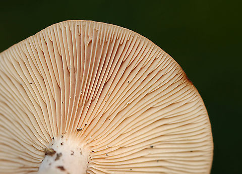 Mushroom - Lactarius sp. Maybe Lactarius helvus

Habitat: Mixed forest
https://www.jungledragon.com/image/122476/mushroom_-_lactarius_sp.html
https://www.jungledragon.com/image/122479/mushroom_-_lactarius_sp.html
https://www.jungledragon.com/image/122478/mushroom_-_lactarius_sp.html
https://www.jungledragon.com/image/122477/mushroom_-_lactarius_sp.html Fall,Geotagged,United States