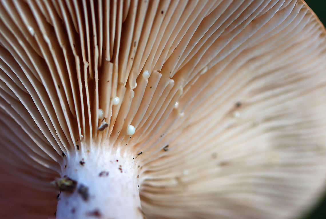 Mushroom - Lactarius sp. Maybe Lactarius helvus<br />
<br />
Habitat: Mixed forest<br />
<figure class="photo"><a href="https://www.jungledragon.com/image/122476/mushroom_-_lactarius_sp.html" title="Mushroom - Lactarius sp."><img src="https://s3.amazonaws.com/media.jungledragon.com/images/3232/122476_thumb.jpg?AWSAccessKeyId=05GMT0V3GWVNE7GGM1R2&Expires=1769040010&Signature=i7i8I5BmSGb%2FwXfjqi0kJfNW9Cw%3D" width="124" height="152" alt="Mushroom - Lactarius sp. Maybe Lactarius helvus<br />
<br />
Habitat: Mixed forest<br />
https://www.jungledragon.com/image/122476/mushroom_-_lactarius_sp.html<br />
https://www.jungledragon.com/image/122479/mushroom_-_lactarius_sp.html<br />
https://www.jungledragon.com/image/122478/mushroom_-_lactarius_sp.html<br />
https://www.jungledragon.com/image/122477/mushroom_-_lactarius_sp.html Fall,Geotagged,Lactarius,United States,fungus,mushroom" /></a></figure><br />
<figure class="photo"><a href="https://www.jungledragon.com/image/122479/mushroom_-_lactarius_sp.html" title="Mushroom - Lactarius sp."><img src="https://s3.amazonaws.com/media.jungledragon.com/images/3232/122479_thumb.jpg?AWSAccessKeyId=05GMT0V3GWVNE7GGM1R2&Expires=1769040010&Signature=nZxwrewztCqFh8EW6TGrWSUGvVw%3D" width="112" height="152" alt="Mushroom - Lactarius sp. Maybe Lactarius helvus<br />
<br />
Habitat: Mixed forest<br />
https://www.jungledragon.com/image/122476/mushroom_-_lactarius_sp.html<br />
https://www.jungledragon.com/image/122479/mushroom_-_lactarius_sp.html<br />
https://www.jungledragon.com/image/122478/mushroom_-_lactarius_sp.html<br />
https://www.jungledragon.com/image/122477/mushroom_-_lactarius_sp.html Fall,Geotagged,United States" /></a></figure><br />
<figure class="photo"><a href="https://www.jungledragon.com/image/122478/mushroom_-_lactarius_sp.html" title="Mushroom - Lactarius sp."><img src="https://s3.amazonaws.com/media.jungledragon.com/images/3232/122478_thumb.jpg?AWSAccessKeyId=05GMT0V3GWVNE7GGM1R2&Expires=1769040010&Signature=mDWOBH1WEzXFBJ62iwemf7LTrc8%3D" width="200" height="136" alt="Mushroom - Lactarius sp. Maybe Lactarius helvus<br />
<br />
Habitat: Mixed forest<br />
https://www.jungledragon.com/image/122476/mushroom_-_lactarius_sp.html<br />
https://www.jungledragon.com/image/122479/mushroom_-_lactarius_sp.html<br />
https://www.jungledragon.com/image/122478/mushroom_-_lactarius_sp.html<br />
https://www.jungledragon.com/image/122477/mushroom_-_lactarius_sp.html Fall,Geotagged,United States" /></a></figure><br />
<figure class="photo"><a href="https://www.jungledragon.com/image/122477/mushroom_-_lactarius_sp.html" title="Mushroom - Lactarius sp."><img src="https://s3.amazonaws.com/media.jungledragon.com/images/3232/122477_thumb.jpg?AWSAccessKeyId=05GMT0V3GWVNE7GGM1R2&Expires=1769040010&Signature=CNuMD2CyjIeEfQkmDo%2B54cXWvPM%3D" width="200" height="144" alt="Mushroom - Lactarius sp. Maybe Lactarius helvus<br />
<br />
Habitat: Mixed forest<br />
https://www.jungledragon.com/image/122476/mushroom_-_lactarius_sp.html<br />
https://www.jungledragon.com/image/122479/mushroom_-_lactarius_sp.html<br />
https://www.jungledragon.com/image/122478/mushroom_-_lactarius_sp.html<br />
https://www.jungledragon.com/image/122477/mushroom_-_lactarius_sp.html Fall,Geotagged,United States" /></a></figure> Fall,Geotagged,United States