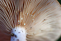 Mushroom - Lactarius sp. Maybe Lactarius helvus<br />
<br />
Habitat: Mixed forest<br />
https://www.jungledragon.com/image/122476/mushroom_-_lactarius_sp.html<br />
https://www.jungledragon.com/image/122479/mushroom_-_lactarius_sp.html<br />
https://www.jungledragon.com/image/122478/mushroom_-_lactarius_sp.html<br />
https://www.jungledragon.com/image/122477/mushroom_-_lactarius_sp.html Fall,Geotagged,United States