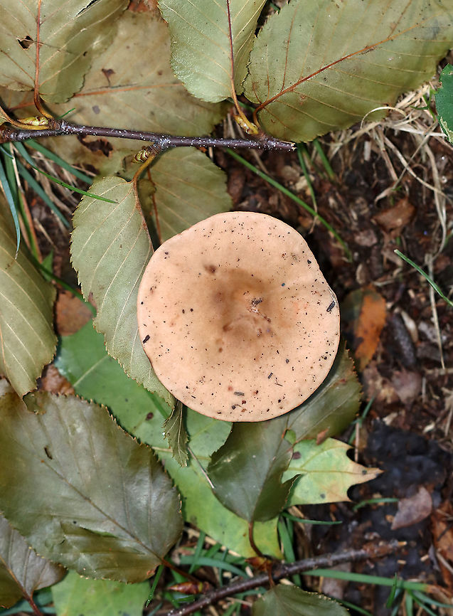 Mushroom - Lactarius sp. Maybe Lactarius helvus<br />
<br />
Habitat: Mixed forest<br />
<figure class="photo"><a href="https://www.jungledragon.com/image/122476/mushroom_-_lactarius_sp.html" title="Mushroom - Lactarius sp."><img src="https://s3.amazonaws.com/media.jungledragon.com/images/3232/122476_thumb.jpg?AWSAccessKeyId=05GMT0V3GWVNE7GGM1R2&Expires=1759968010&Signature=MKtwzPmJ0LP9UsLnEWp5N8zV0mk%3D" width="124" height="152" alt="Mushroom - Lactarius sp. Maybe Lactarius helvus<br />
<br />
Habitat: Mixed forest<br />
https://www.jungledragon.com/image/122476/mushroom_-_lactarius_sp.html<br />
https://www.jungledragon.com/image/122479/mushroom_-_lactarius_sp.html<br />
https://www.jungledragon.com/image/122478/mushroom_-_lactarius_sp.html<br />
https://www.jungledragon.com/image/122477/mushroom_-_lactarius_sp.html Fall,Geotagged,Lactarius,United States,fungus,mushroom" /></a></figure><br />
<figure class="photo"><a href="https://www.jungledragon.com/image/122479/mushroom_-_lactarius_sp.html" title="Mushroom - Lactarius sp."><img src="https://s3.amazonaws.com/media.jungledragon.com/images/3232/122479_thumb.jpg?AWSAccessKeyId=05GMT0V3GWVNE7GGM1R2&Expires=1759968010&Signature=%2BZ0miR1%2Bie2bwxq8GsT4%2F5OqyTA%3D" width="112" height="152" alt="Mushroom - Lactarius sp. Maybe Lactarius helvus<br />
<br />
Habitat: Mixed forest<br />
https://www.jungledragon.com/image/122476/mushroom_-_lactarius_sp.html<br />
https://www.jungledragon.com/image/122479/mushroom_-_lactarius_sp.html<br />
https://www.jungledragon.com/image/122478/mushroom_-_lactarius_sp.html<br />
https://www.jungledragon.com/image/122477/mushroom_-_lactarius_sp.html Fall,Geotagged,United States" /></a></figure><br />
<figure class="photo"><a href="https://www.jungledragon.com/image/122478/mushroom_-_lactarius_sp.html" title="Mushroom - Lactarius sp."><img src="https://s3.amazonaws.com/media.jungledragon.com/images/3232/122478_thumb.jpg?AWSAccessKeyId=05GMT0V3GWVNE7GGM1R2&Expires=1759968010&Signature=c5GTKF48XmqpQvqfcjkVzBnjh5M%3D" width="200" height="136" alt="Mushroom - Lactarius sp. Maybe Lactarius helvus<br />
<br />
Habitat: Mixed forest<br />
https://www.jungledragon.com/image/122476/mushroom_-_lactarius_sp.html<br />
https://www.jungledragon.com/image/122479/mushroom_-_lactarius_sp.html<br />
https://www.jungledragon.com/image/122478/mushroom_-_lactarius_sp.html<br />
https://www.jungledragon.com/image/122477/mushroom_-_lactarius_sp.html Fall,Geotagged,United States" /></a></figure><br />
<figure class="photo"><a href="https://www.jungledragon.com/image/122477/mushroom_-_lactarius_sp.html" title="Mushroom - Lactarius sp."><img src="https://s3.amazonaws.com/media.jungledragon.com/images/3232/122477_thumb.jpg?AWSAccessKeyId=05GMT0V3GWVNE7GGM1R2&Expires=1759968010&Signature=ylXP%2FAZSwO734Mh7a2yg2pLynqk%3D" width="200" height="144" alt="Mushroom - Lactarius sp. Maybe Lactarius helvus<br />
<br />
Habitat: Mixed forest<br />
https://www.jungledragon.com/image/122476/mushroom_-_lactarius_sp.html<br />
https://www.jungledragon.com/image/122479/mushroom_-_lactarius_sp.html<br />
https://www.jungledragon.com/image/122478/mushroom_-_lactarius_sp.html<br />
https://www.jungledragon.com/image/122477/mushroom_-_lactarius_sp.html Fall,Geotagged,United States" /></a></figure> Fall,Geotagged,United States