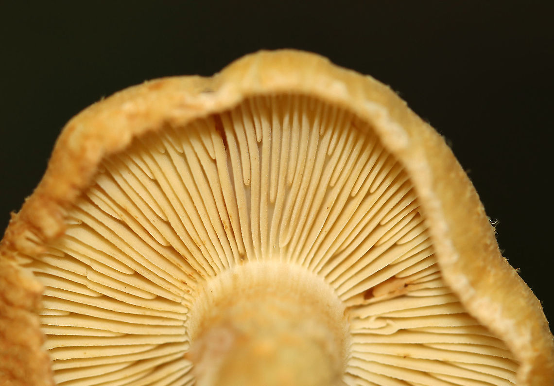 Mushroom - Inocybe subochracea Habitat: Deciduous forest<br />
<figure class="photo"><a href="https://www.jungledragon.com/image/122481/mushroom_-_inocybe_subochracea.html" title="Mushroom - Inocybe subochracea"><img src="https://s3.amazonaws.com/media.jungledragon.com/images/3232/122481_thumb.jpg?AWSAccessKeyId=05GMT0V3GWVNE7GGM1R2&Expires=1767225610&Signature=6zEeJnMbcmDgho1vuXFugNjcxog%3D" width="200" height="140" alt="Mushroom - Inocybe subochracea Habitat: Deciduous forest<br />
https://www.jungledragon.com/image/122481/mushroom_-_inocybe_sp.html<br />
https://www.jungledragon.com/image/122483/mushroom_-_inocybe_sp.html<br />
https://www.jungledragon.com/image/122482/mushroom_-_inocybe_sp.html Fall,Geotagged,Inocybe subochracea,United States" /></a></figure><br />
<figure class="photo"><a href="https://www.jungledragon.com/image/122483/mushroom_-_inocybe_subochracea.html" title="Mushroom - Inocybe subochracea"><img src="https://s3.amazonaws.com/media.jungledragon.com/images/3232/122483_thumb.jpg?AWSAccessKeyId=05GMT0V3GWVNE7GGM1R2&Expires=1767225610&Signature=NpCsuzKxFoGyzcwJ%2BvsP2BAFI60%3D" width="106" height="152" alt="Mushroom - Inocybe subochracea Habitat: Deciduous forest<br />
https://www.jungledragon.com/image/122481/mushroom_-_inocybe_sp.html<br />
https://www.jungledragon.com/image/122483/mushroom_-_inocybe_sp.html<br />
https://www.jungledragon.com/image/122482/mushroom_-_inocybe_sp.html Fall,Geotagged,Inocybe,Inocybe subochracea,United States,fungus,mushroom" /></a></figure><br />
<figure class="photo"><a href="https://www.jungledragon.com/image/122482/mushroom_-_inocybe_subochracea.html" title="Mushroom - Inocybe subochracea"><img src="https://s3.amazonaws.com/media.jungledragon.com/images/3232/122482_thumb.jpg?AWSAccessKeyId=05GMT0V3GWVNE7GGM1R2&Expires=1767225610&Signature=EPiZDNe3Tnidt3Yh7WyBnpFJpFI%3D" width="200" height="156" alt="Mushroom - Inocybe subochracea Habitat: Deciduous forest<br />
https://www.jungledragon.com/image/122481/mushroom_-_inocybe_sp.html<br />
https://www.jungledragon.com/image/122483/mushroom_-_inocybe_sp.html<br />
https://www.jungledragon.com/image/122482/mushroom_-_inocybe_sp.html Fall,Geotagged,Inocybe subochracea,United States" /></a></figure> Fall,Geotagged,Inocybe subochracea,United States