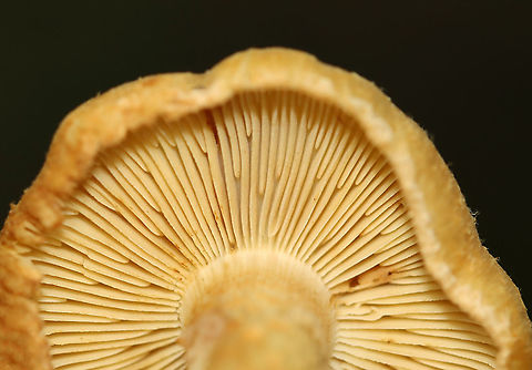 Mushroom - Inocybe subochracea Habitat: Deciduous forest
https://www.jungledragon.com/image/122481/mushroom_-_inocybe_sp.html
https://www.jungledragon.com/image/122483/mushroom_-_inocybe_sp.html
https://www.jungledragon.com/image/122482/mushroom_-_inocybe_sp.html Fall,Geotagged,Inocybe subochracea,United States