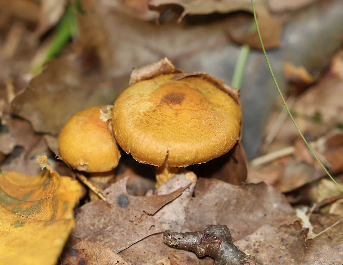 Mushroom - Inocybe subochracea Habitat: Deciduous forest<br />
<figure class="photo"><a href="https://www.jungledragon.com/image/122481/mushroom_-_inocybe_subochracea.html" title="Mushroom - Inocybe subochracea"><img src="https://s3.amazonaws.com/media.jungledragon.com/images/3232/122481_thumb.jpg?AWSAccessKeyId=05GMT0V3GWVNE7GGM1R2&Expires=1759968010&Signature=xfYSWhSryamH%2BwFLshD94PuCqFw%3D" width="200" height="140" alt="Mushroom - Inocybe subochracea Habitat: Deciduous forest<br />
https://www.jungledragon.com/image/122481/mushroom_-_inocybe_sp.html<br />
https://www.jungledragon.com/image/122483/mushroom_-_inocybe_sp.html<br />
https://www.jungledragon.com/image/122482/mushroom_-_inocybe_sp.html Fall,Geotagged,Inocybe subochracea,United States" /></a></figure><br />
<figure class="photo"><a href="https://www.jungledragon.com/image/122483/mushroom_-_inocybe_subochracea.html" title="Mushroom - Inocybe subochracea"><img src="https://s3.amazonaws.com/media.jungledragon.com/images/3232/122483_thumb.jpg?AWSAccessKeyId=05GMT0V3GWVNE7GGM1R2&Expires=1759968010&Signature=%2FPTdVKFzZmEDY0hSrp3F1uu%2FubE%3D" width="106" height="152" alt="Mushroom - Inocybe subochracea Habitat: Deciduous forest<br />
https://www.jungledragon.com/image/122481/mushroom_-_inocybe_sp.html<br />
https://www.jungledragon.com/image/122483/mushroom_-_inocybe_sp.html<br />
https://www.jungledragon.com/image/122482/mushroom_-_inocybe_sp.html Fall,Geotagged,Inocybe,Inocybe subochracea,United States,fungus,mushroom" /></a></figure><br />
<figure class="photo"><a href="https://www.jungledragon.com/image/122482/mushroom_-_inocybe_subochracea.html" title="Mushroom - Inocybe subochracea"><img src="https://s3.amazonaws.com/media.jungledragon.com/images/3232/122482_thumb.jpg?AWSAccessKeyId=05GMT0V3GWVNE7GGM1R2&Expires=1759968010&Signature=l4cj8gh8q9w4Ipls%2Bru1VzAjr0w%3D" width="200" height="156" alt="Mushroom - Inocybe subochracea Habitat: Deciduous forest<br />
https://www.jungledragon.com/image/122481/mushroom_-_inocybe_sp.html<br />
https://www.jungledragon.com/image/122483/mushroom_-_inocybe_sp.html<br />
https://www.jungledragon.com/image/122482/mushroom_-_inocybe_sp.html Fall,Geotagged,Inocybe subochracea,United States" /></a></figure> Fall,Geotagged,Inocybe subochracea,United States