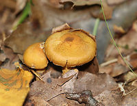 Mushroom - Inocybe subochracea Habitat: Deciduous forest<br />
https://www.jungledragon.com/image/122481/mushroom_-_inocybe_sp.html<br />
https://www.jungledragon.com/image/122483/mushroom_-_inocybe_sp.html<br />
https://www.jungledragon.com/image/122482/mushroom_-_inocybe_sp.html Fall,Geotagged,Inocybe subochracea,United States