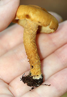 Inocybe subochracea