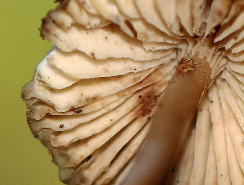 Mushrooms - Mycena sp. Habitat: Growing in a cluster on rotting wood; deciduous forest
https://www.jungledragon.com/image/122485/mushrooms_-_mycena_sp.html
https://www.jungledragon.com/image/122488/mushrooms_-_mycena_sp.html
https://www.jungledragon.com/image/122486/mushrooms_-_mycena_sp.html
https://www.jungledragon.com/image/122487/mushrooms_-_mycena_sp.html Fall,Geotagged,United States