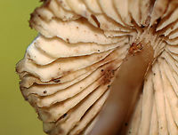 Mushrooms - Mycena sp. Habitat: Growing in a cluster on rotting wood; deciduous forest<br />
https://www.jungledragon.com/image/122485/mushrooms_-_mycena_sp.html<br />
https://www.jungledragon.com/image/122488/mushrooms_-_mycena_sp.html<br />
https://www.jungledragon.com/image/122486/mushrooms_-_mycena_sp.html<br />
https://www.jungledragon.com/image/122487/mushrooms_-_mycena_sp.html Fall,Geotagged,United States