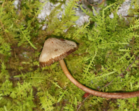 Mushrooms - Mycena sp. Habitat: Growing in a cluster on rotting wood; deciduous forest
https://www.jungledragon.com/image/122485/mushrooms_-_mycena_sp.html
https://www.jungledragon.com/image/122488/mushrooms_-_mycena_sp.html
https://www.jungledragon.com/image/122486/mushrooms_-_mycena_sp.html
https://www.jungledragon.com/image/122487/mushrooms_-_mycena_sp.html Fall,Geotagged,United States