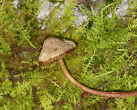 Mushrooms - Mycena sp. Habitat: Growing in a cluster on rotting wood; deciduous forest<br />
https://www.jungledragon.com/image/122485/mushrooms_-_mycena_sp.html<br />
https://www.jungledragon.com/image/122488/mushrooms_-_mycena_sp.html<br />
https://www.jungledragon.com/image/122486/mushrooms_-_mycena_sp.html<br />
https://www.jungledragon.com/image/122487/mushrooms_-_mycena_sp.html Fall,Geotagged,United States