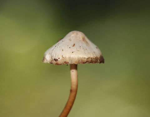 Mushrooms - Mycena sp. Habitat: Growing in a cluster on rotting wood; deciduous forest
https://www.jungledragon.com/image/122485/mushrooms_-_mycena_sp.html
https://www.jungledragon.com/image/122488/mushrooms_-_mycena_sp.html
https://www.jungledragon.com/image/122486/mushrooms_-_mycena_sp.html
https://www.jungledragon.com/image/122487/mushrooms_-_mycena_sp.html Fall,Geotagged,United States