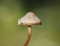 Mushrooms - Mycena sp. Habitat: Growing in a cluster on rotting wood; deciduous forest<br />
https://www.jungledragon.com/image/122485/mushrooms_-_mycena_sp.html<br />
https://www.jungledragon.com/image/122488/mushrooms_-_mycena_sp.html<br />
https://www.jungledragon.com/image/122486/mushrooms_-_mycena_sp.html<br />
https://www.jungledragon.com/image/122487/mushrooms_-_mycena_sp.html Fall,Geotagged,United States