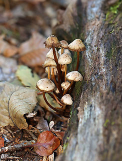 Mushrooms - Mycena sp. Habitat: Growing in a cluster on rotting wood; deciduous forest
https://www.jungledragon.com/image/122485/mushrooms_-_mycena_sp.html
https://www.jungledragon.com/image/122488/mushrooms_-_mycena_sp.html
https://www.jungledragon.com/image/122486/mushrooms_-_mycena_sp.html
https://www.jungledragon.com/image/122487/mushrooms_-_mycena_sp.html Fall,Geotagged,Mycena,United States,fungi,mushroom