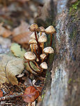 Mushrooms - Mycena sp. Habitat: Growing in a cluster on rotting wood; deciduous forest<br />
https://www.jungledragon.com/image/122485/mushrooms_-_mycena_sp.html<br />
https://www.jungledragon.com/image/122488/mushrooms_-_mycena_sp.html<br />
https://www.jungledragon.com/image/122486/mushrooms_-_mycena_sp.html<br />
https://www.jungledragon.com/image/122487/mushrooms_-_mycena_sp.html Fall,Geotagged,Mycena,United States,fungi,mushroom