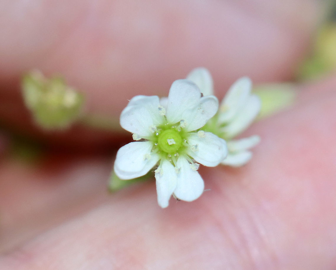 Family Caryophyllaceae, Tribe Arenarieae? I have no idea what this is. Maybe sandwort (Arenaria sp.)??<br />
<br />
Habitat: Deciduous forest/river edge<br />
<figure class="photo"><a href="https://www.jungledragon.com/image/122490/family_caryophyllaceae_tribe_arenarieae.html" title="Family Caryophyllaceae, Tribe Arenarieae?"><img src="https://s3.amazonaws.com/media.jungledragon.com/images/3232/122490_thumb.jpg?AWSAccessKeyId=05GMT0V3GWVNE7GGM1R2&Expires=1759968010&Signature=44Vnv4kly28DaX8wvd5Adpn9SPA%3D" width="200" height="162" alt="Family Caryophyllaceae, Tribe Arenarieae? I have no idea what this is. Maybe sandwort (Arenaria sp.)??<br />
<br />
Habitat: Deciduous forest/river edge<br />
https://www.jungledragon.com/image/122490/family_caryophyllaceae_tribe_arenarieae.html<br />
https://www.jungledragon.com/image/122492/family_caryophyllaceae_tribe_arenarieae.html<br />
https://www.jungledragon.com/image/122491/family_caryophyllaceae_tribe_arenarieae.html Fall,Geotagged,United States" /></a></figure><br />
<figure class="photo"><a href="https://www.jungledragon.com/image/122492/family_caryophyllaceae_tribe_arenarieae.html" title="Family Caryophyllaceae, Tribe Arenarieae?"><img src="https://s3.amazonaws.com/media.jungledragon.com/images/3232/122492_thumb.jpg?AWSAccessKeyId=05GMT0V3GWVNE7GGM1R2&Expires=1759968010&Signature=Op3K8nhBYokSc4yTGdTcHVCiRGw%3D" width="118" height="152" alt="Family Caryophyllaceae, Tribe Arenarieae? I have no idea what this is. Maybe sandwort (Arenaria sp.)??<br />
<br />
Habitat: Deciduous forest/river edge<br />
https://www.jungledragon.com/image/122490/family_caryophyllaceae_tribe_arenarieae.html<br />
https://www.jungledragon.com/image/122492/family_caryophyllaceae_tribe_arenarieae.html<br />
https://www.jungledragon.com/image/122491/family_caryophyllaceae_tribe_arenarieae.html Caryophyllaceae,Fall,Geotagged,United States,flower,plant,sandwort,white flower" /></a></figure><br />
<figure class="photo"><a href="https://www.jungledragon.com/image/122491/family_caryophyllaceae_tribe_arenarieae.html" title="Family Caryophyllaceae, Tribe Arenarieae?"><img src="https://s3.amazonaws.com/media.jungledragon.com/images/3232/122491_thumb.jpg?AWSAccessKeyId=05GMT0V3GWVNE7GGM1R2&Expires=1759968010&Signature=GvW2SeTaUSUTDqg6urE6ua3nVro%3D" width="200" height="164" alt="Family Caryophyllaceae, Tribe Arenarieae? I have no idea what this is. Maybe sandwort (Arenaria sp.)??<br />
<br />
Habitat: Deciduous forest/river edge<br />
https://www.jungledragon.com/image/122490/family_caryophyllaceae_tribe_arenarieae.html<br />
https://www.jungledragon.com/image/122492/family_caryophyllaceae_tribe_arenarieae.html<br />
https://www.jungledragon.com/image/122491/family_caryophyllaceae_tribe_arenarieae.html Fall,Geotagged,United States" /></a></figure> Fall,Geotagged,United States
