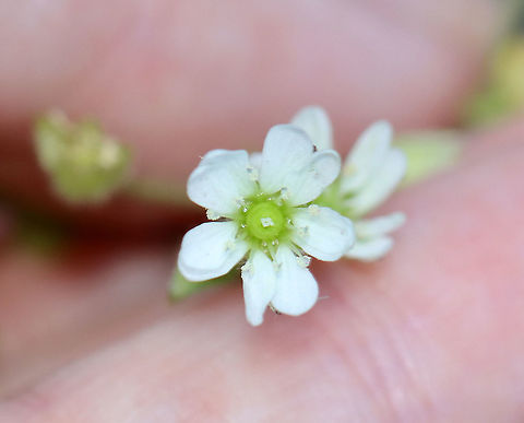 Family Caryophyllaceae, Tribe Arenarieae? I have no idea what this is. Maybe sandwort (Arenaria sp.)??

Habitat: Deciduous forest/river edge
https://www.jungledragon.com/image/122490/family_caryophyllaceae_tribe_arenarieae.html
https://www.jungledragon.com/image/122492/family_caryophyllaceae_tribe_arenarieae.html
https://www.jungledragon.com/image/122491/family_caryophyllaceae_tribe_arenarieae.html Fall,Geotagged,United States