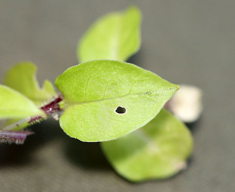 Family Caryophyllaceae, Tribe Arenarieae? I have no idea what this is. Maybe sandwort (Arenaria sp.)??

Habitat: Deciduous forest/river edge
https://www.jungledragon.com/image/122490/family_caryophyllaceae_tribe_arenarieae.html
https://www.jungledragon.com/image/122492/family_caryophyllaceae_tribe_arenarieae.html
https://www.jungledragon.com/image/122491/family_caryophyllaceae_tribe_arenarieae.html Fall,Geotagged,United States