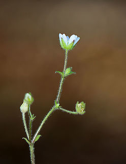 Family Caryophyllaceae, Tribe Arenarieae? I have no idea what this is. Maybe sandwort (Arenaria sp.)??

Habitat: Deciduous forest/river edge
https://www.jungledragon.com/image/122490/family_caryophyllaceae_tribe_arenarieae.html
https://www.jungledragon.com/image/122492/family_caryophyllaceae_tribe_arenarieae.html
https://www.jungledragon.com/image/122491/family_caryophyllaceae_tribe_arenarieae.html Caryophyllaceae,Fall,Geotagged,United States,flower,plant,sandwort,white flower