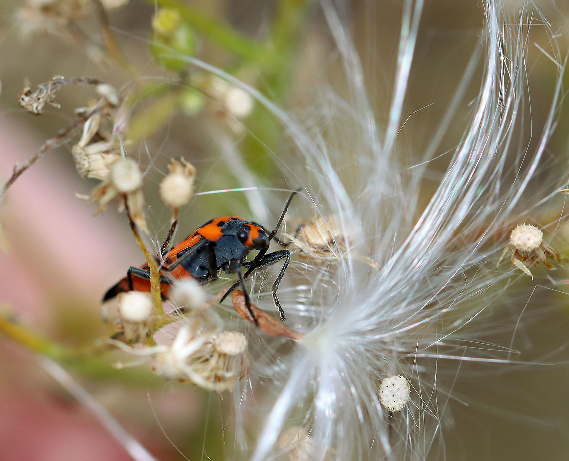 False Milkweed Bug - Lygaeus turcicus Habitat: On milkweed; meadow Fall,False Milkweed Bug,Geotagged,Lygaeidae,Lygaeus,Lygaeus turcicus,United States,bug,milkweed bug,seed bug