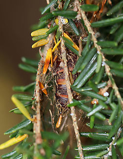 Gypsy Moth Pupa - Lymantria dispar Habitat: On eastern hemlock (Tsuga canadensis); mixed forest Fall,Geotagged,Gypsy moth,Lymantria,Lymantria dispar,United States,gypsy moth pupa,pupa