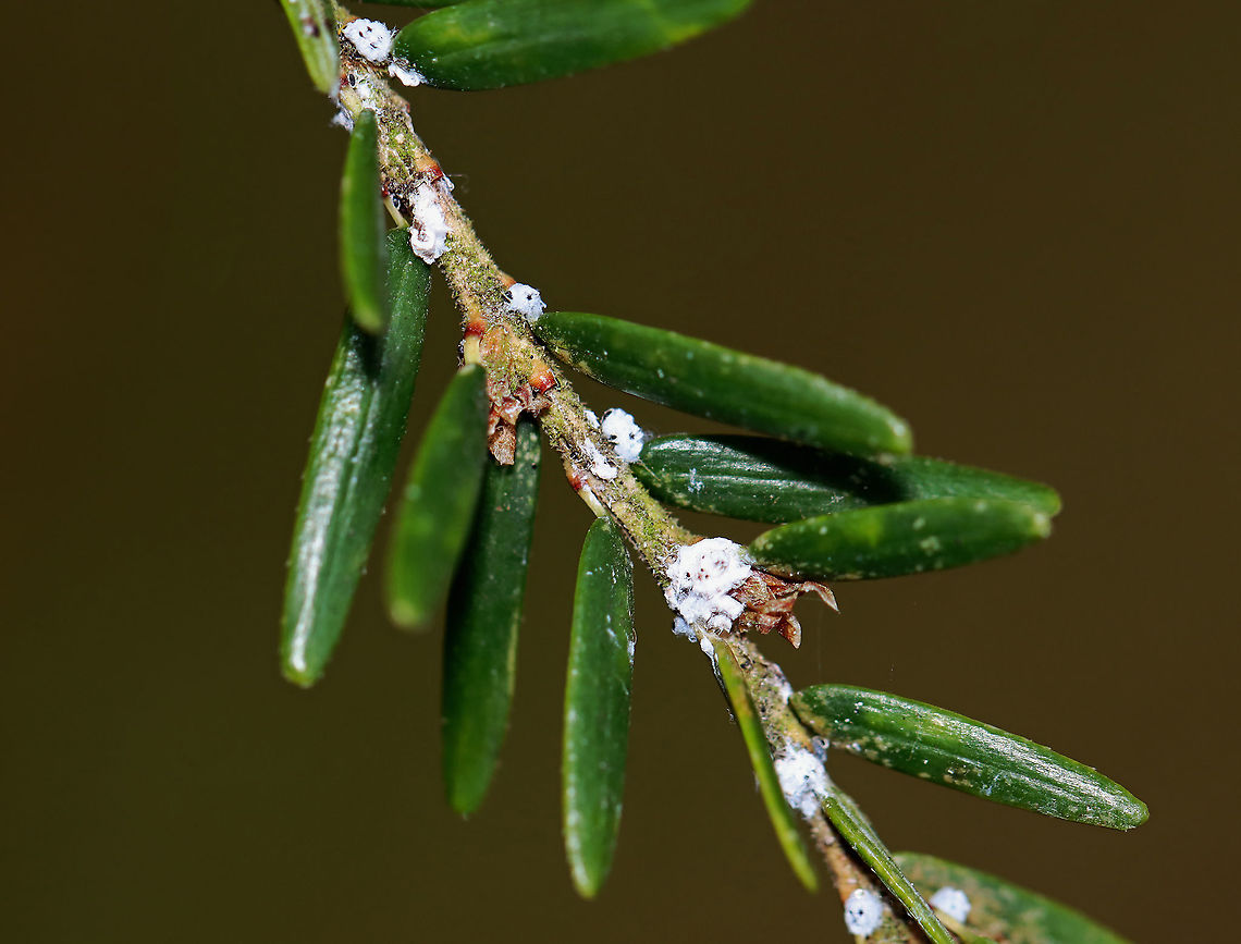 Hemlock Woolly Adelgid (HWA) Ovisacs - Adelges tsugae The white fluffy things at the bases of these hemlock needles are HWA ovisacs. They make the woolly covering to protect themselves and their eggs. <br />
<br />
HWAs are invasive insects that feed on hemlock trees, which causes the needles to desiccate and prevents the growth of buds. This prevents new growth and causes tree death within 5-10 years.<br />
<br />
Hemlocks are a keystone species. They provide shade, shelter for animals, they cool the streams that they grow over, help prevent erosion, and they are a source of food. They are a vital part of the New England forest system. The HWA is a major threat to the health of the trees.<br />
<br />
Habitat: Eastern hemlock (Tsuga canadensis);  mixed forest Adelges tsugae,Fall,Geotagged,HWA,Hemlock woolly adelgid,Tsuga,Tsuga canadensis,United States,adelgid,insect pest,ovisac
