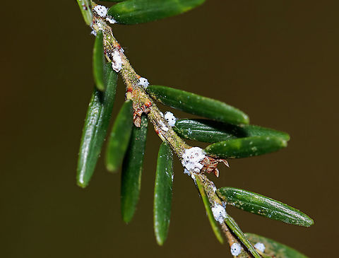 Hemlock Woolly Adelgid (HWA) Ovisacs - Adelges tsugae The white fluffy things at the bases of these hemlock needles are HWA ovisacs. They make the woolly covering to protect themselves and their eggs. 

HWAs are invasive insects that feed on hemlock trees, which causes the needles to desiccate and prevents the growth of buds. This prevents new growth and causes tree death within 5-10 years.

Hemlocks are a keystone species. They provide shade, shelter for animals, they cool the streams that they grow over, help prevent erosion, and they are a source of food. They are a vital part of the New England forest system. The HWA is a major threat to the health of the trees.

Habitat: Eastern hemlock (Tsuga canadensis);  mixed forest Adelges tsugae,Fall,Geotagged,HWA,Hemlock woolly adelgid,Tsuga,Tsuga canadensis,United States,adelgid,insect pest,ovisac