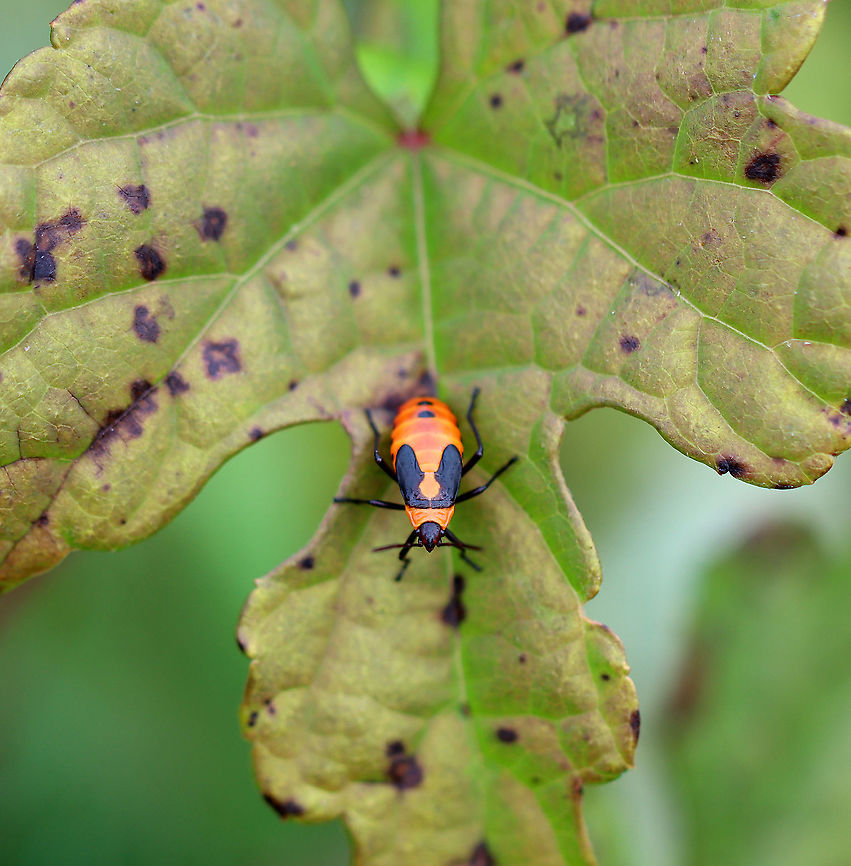 Large Milkweed Bug Nymph - Oncopeltus fasciatus Habitat: Meadow edge Fall,Geotagged,Hemiptera,Large milkweed bug,Lygaeidae,Oncopeltus,Oncopeltus fasciatus,United States,bug,milkweed bug,milkweed bug nymph,nymph,seed bug