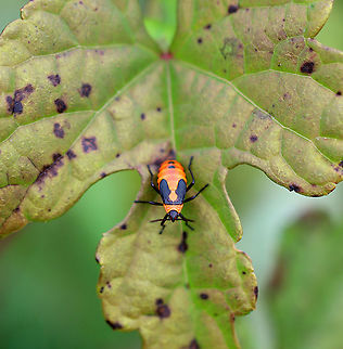 Large Milkweed Bug Nymph - Oncopeltus fasciatus Habitat: Meadow edge Fall,Geotagged,Hemiptera,Large milkweed bug,Lygaeidae,Oncopeltus,Oncopeltus fasciatus,United States,bug,milkweed bug,milkweed bug nymph,nymph,seed bug