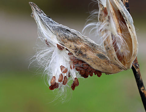 Common Milkweed - Asclepias syriaca Habitat: Meadow
https://www.jungledragon.com/image/122619/common_milkweed_-_asclepias_syriaca.html Asclepias,Asclepias syriaca,Common Milkweed,Fall,Geotagged,United States,milkweed