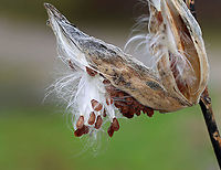 Common Milkweed - Asclepias syriaca Habitat: Meadow<br />
https://www.jungledragon.com/image/122619/common_milkweed_-_asclepias_syriaca.html Asclepias,Asclepias syriaca,Common Milkweed,Fall,Geotagged,United States,milkweed